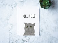 Oh Hello (Pablo the Cat)