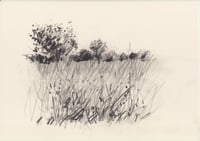 Edge of the meadow, July