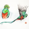 Carte postale "Le quetzal resplendissant"