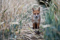 Rural Fox in the evening light 