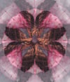 knot (4x5, 8x10, 11x14, or 13x16 inches) fine art print