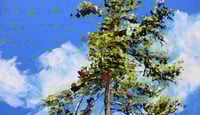 Image 2 of - Georgian Sky -