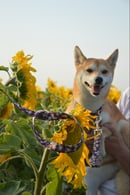 Image 2 of Collier chien en liberty Karen's choice