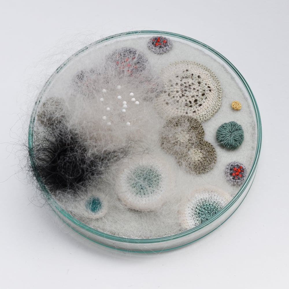 Image of Petri dish 9cm - ready to ship