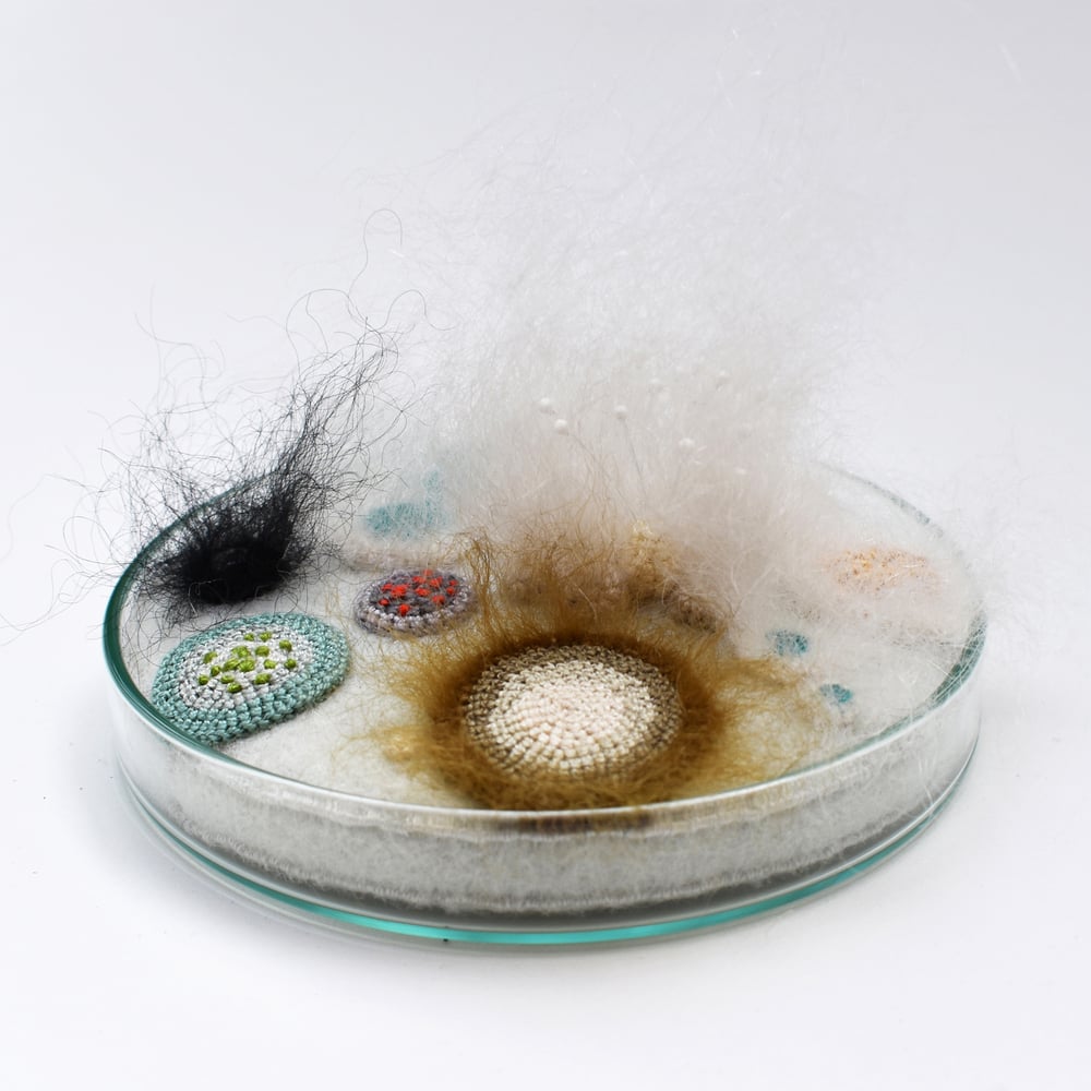 Image of 9cm Petri dish multi-coloured