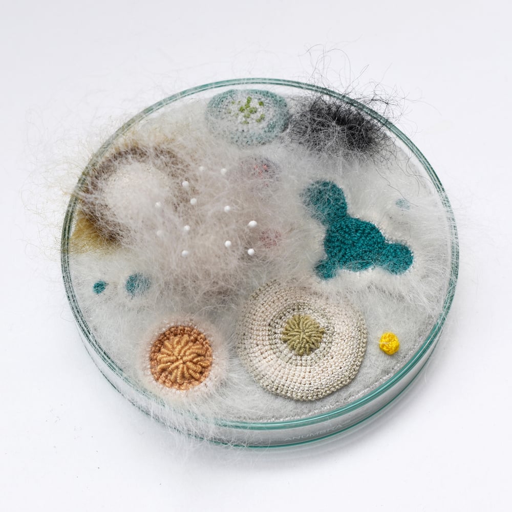Image of 9cm Petri dish multi-coloured