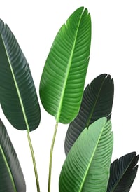 Image 3 of Fake Tropical Palm Tree