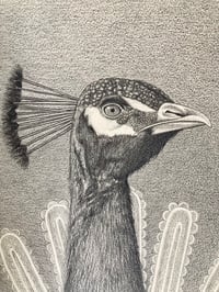 Image 4 of Peacock - original drawing