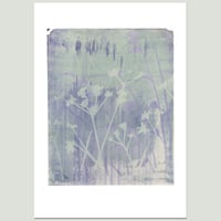 Image 3 of Cow Parsley Lavender Digital Print