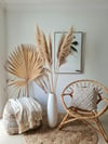 Pampas Grass Taupe Tall