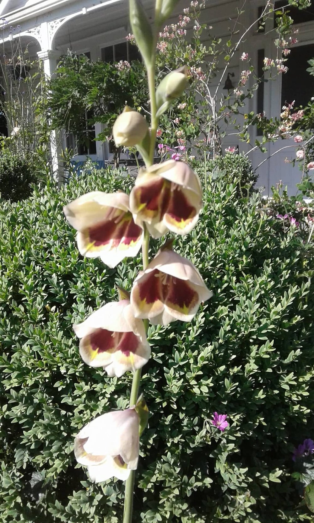 Image of Gladiolus purpureo-auratus (Gladiolus papilio)