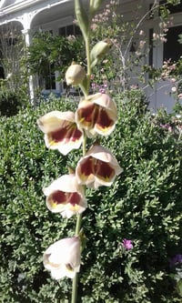 Image 2 of Gladiolus purpureo-auratus (Gladiolus papilio)