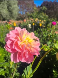 Image 2 of Rosemary Webb - Waterlily Type Dahlia 