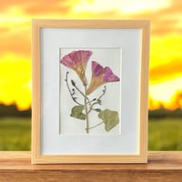 Image 1 of Genuine Morning Glory And Vines Wildflower Art In 8" X 10" Frame (Item# 2021048)