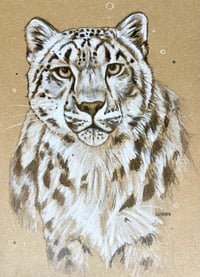 Image 1 of ORIGINAL - Snow Leopard