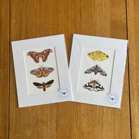 Various 10x8 Moth Collection Giclee Prints