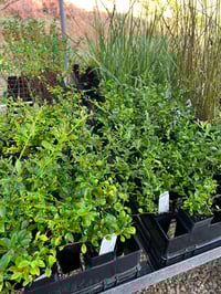 Image 2 of Citrus australasica – Finger Lime