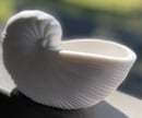 Image 1 of EcoCloud Seashell Candle