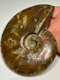 Image 1 of Large Purple Iridescent Ammonite Fossil #2443