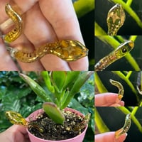 Image 5 of Snake Plant Ornament with 22k Gold Lustre details