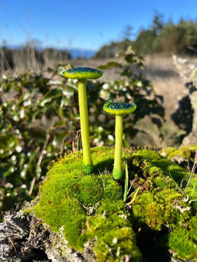 Image of 2 Green Trumpet Mushroom Plant Spikes