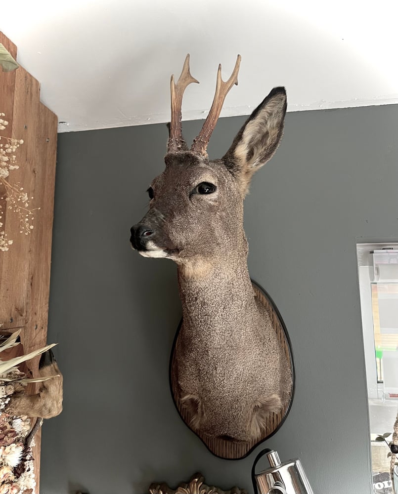 Image of Taxidermy Roebuck Mount 