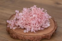 Image 1 of Preserved Hydrangeas - 5g Pink