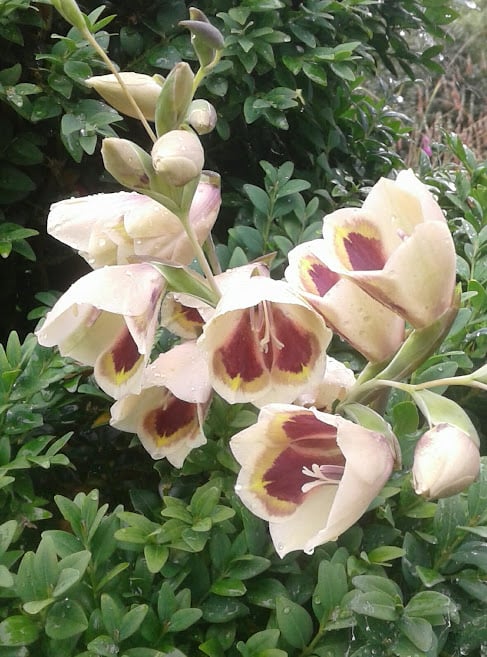 Image of Gladiolus purpureo-auratus (Gladiolus papilio)