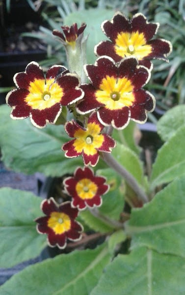 Image of Primula victoriana 'Gold Lace'