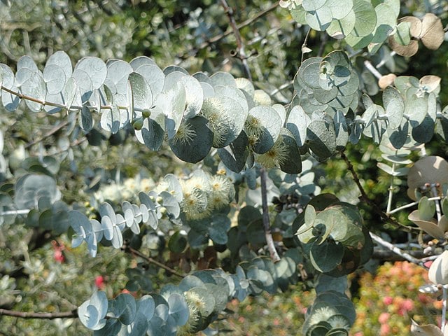 Image of Eucalyptus Pulverulenta 'Baby Blue'