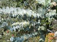 Image 1 of Eucalyptus Pulverulenta 'Baby Blue'