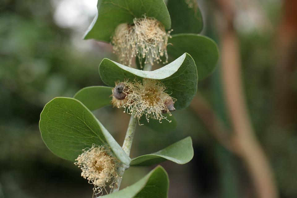 Image of Eucalyptus Pulverulenta 'Baby Blue'