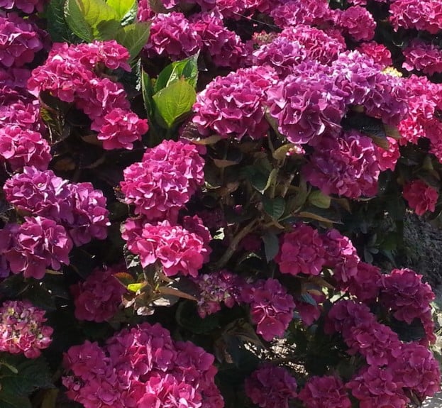 Image of Hydrangea 'Merveille Sanguine' (Hydrangea 'Bloody Marvellous')