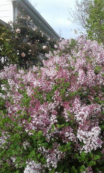 Image of Syringa patula (Mauve)