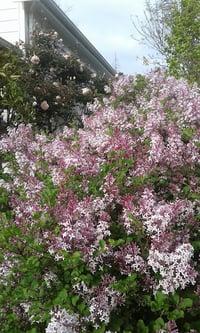Syringa patula (Mauve)