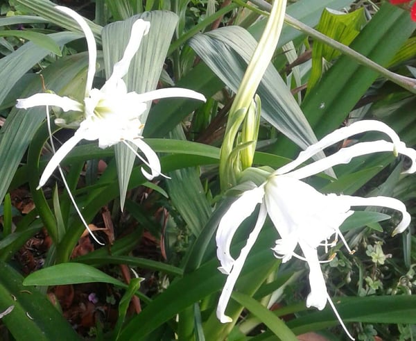 Image of Hymenocallis x. macrostephana