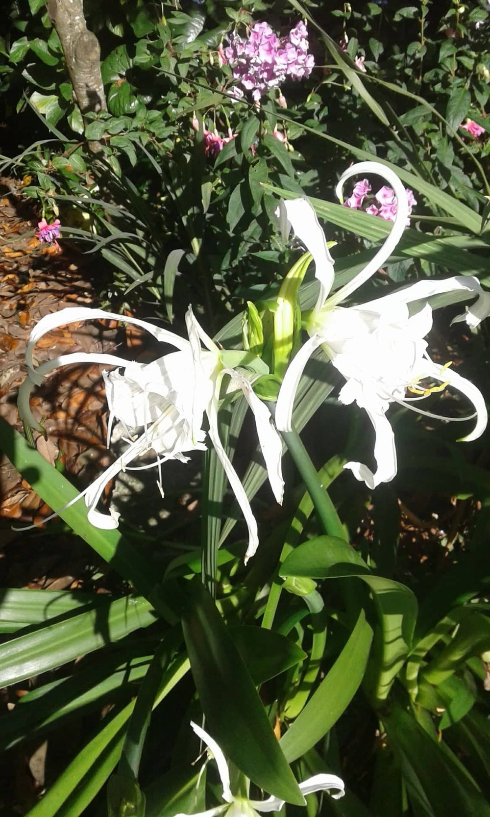 Image of Hymenocallis x. macrostephana