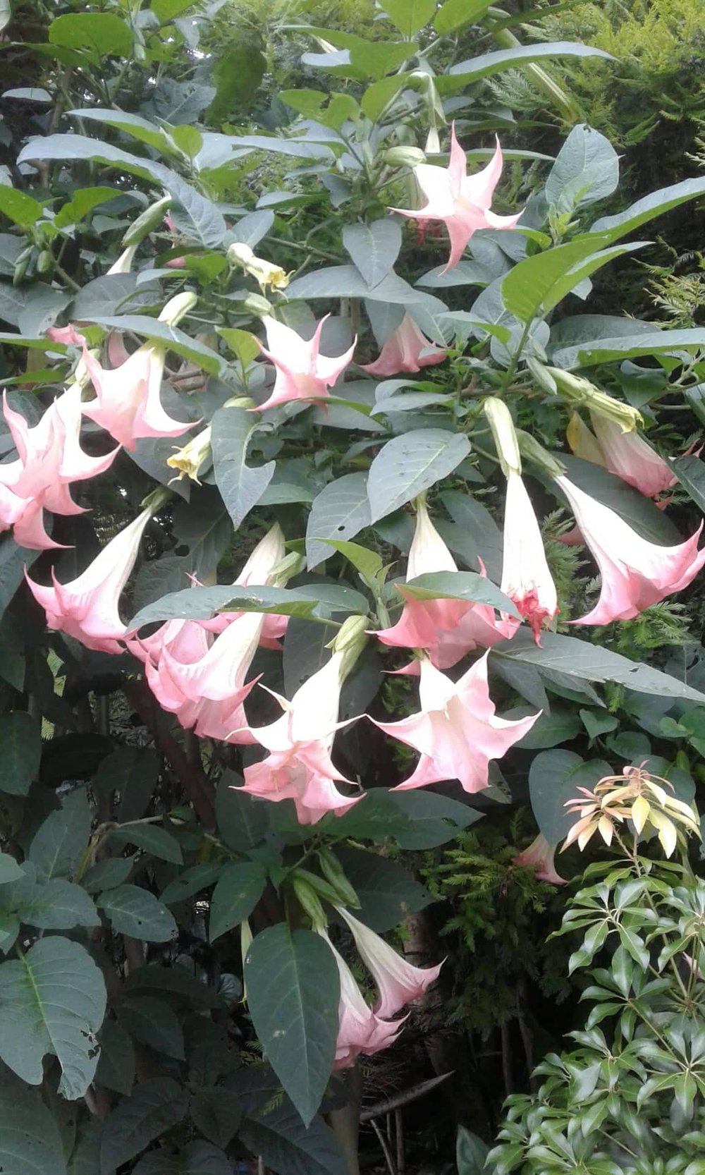 Image of Brugmansia 'Noels Blush'