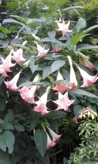 Brugmansia 'Noels Blush'
