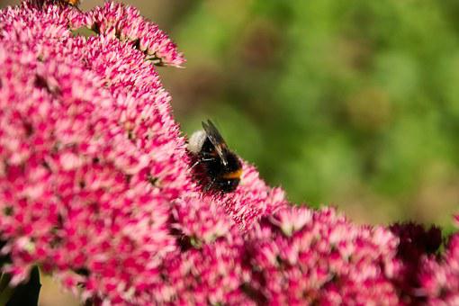 Image of Sedum 'Autumn Joy'