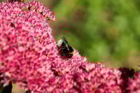 Image 1 of Sedum 'Autumn Joy'
