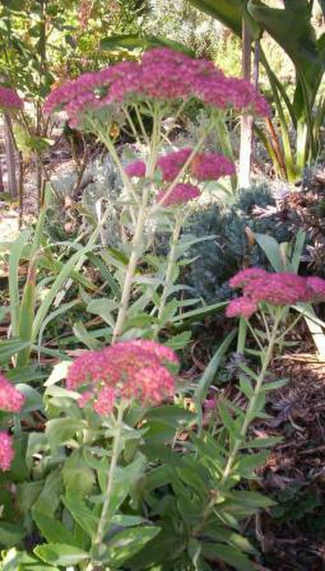 Image of Sedum 'Autumn Joy'