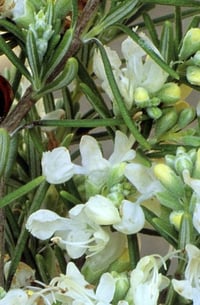 Rosmarinus officinalis ‘albus’ (White flowering Rosemary)