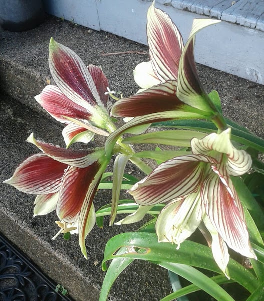 Image of Hippeastrum papilio (Butterfly Amaryllis)