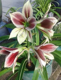Image 1 of Hippeastrum papilio (Butterfly Amaryllis)