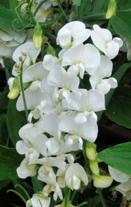 Image of Lathyrus latifolius 'White Pearl'