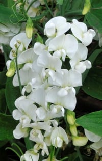 Lathyrus latifolius 'White Pearl'