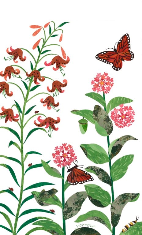 Image of Queen of All Butterflies