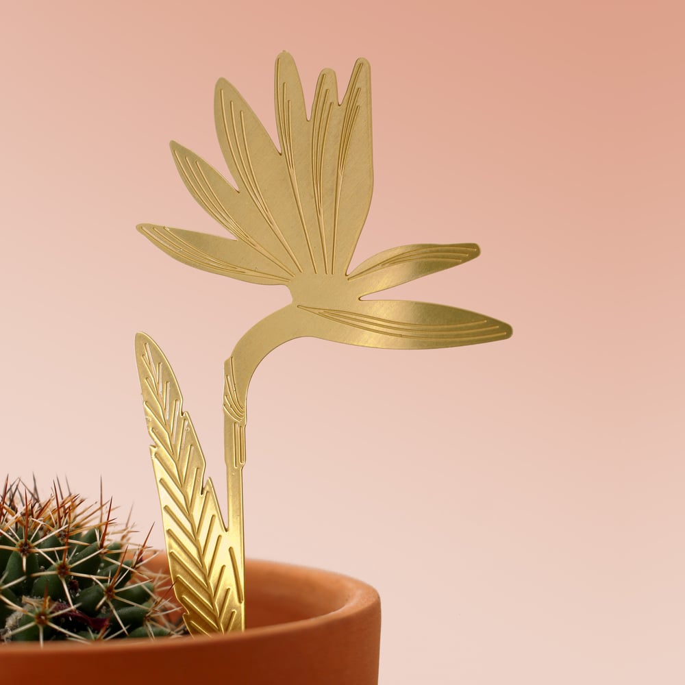 Image of EDEN - FLEUR DE PARADIS - TIGE  A PLANTER
