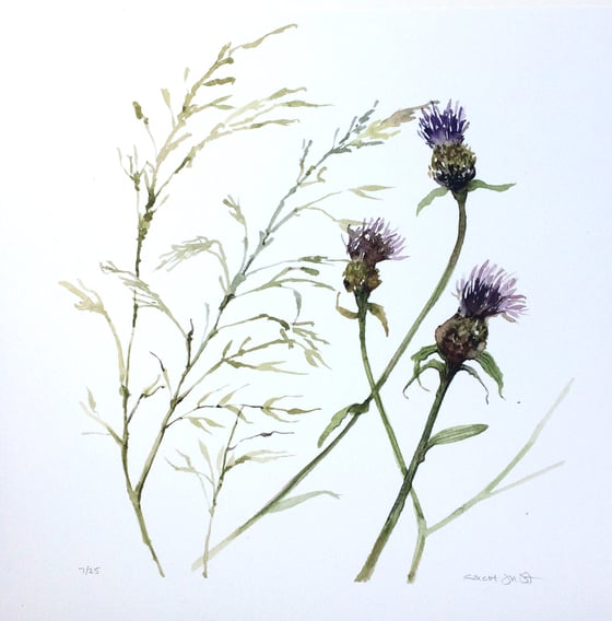 Image of Knapweed and Grasses 